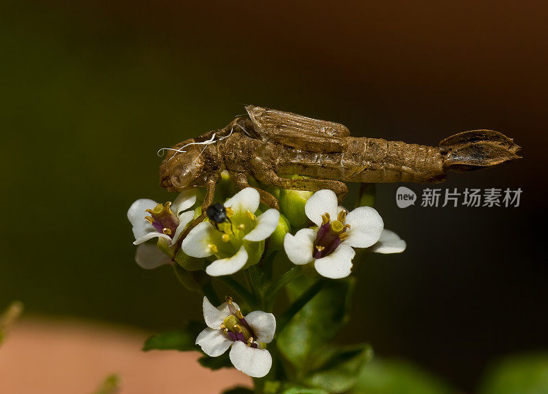 一个生动的舞者蜻蜓的外壳，Argia Vivid, Audubon Mayacamas山保护区，索诺玛县，加利福尼亚州。外骨骼